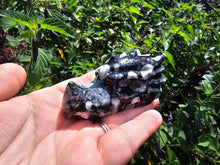 Load image into Gallery viewer, Orthoceras Fossil Dragon Skull