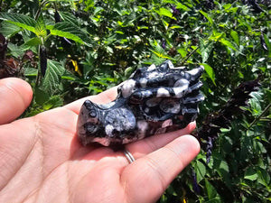 Orthoceras Fossil Dragon Skull