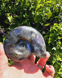 Labradorite Shell Carving #2