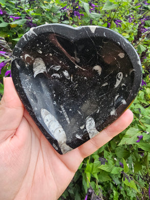 Orthocerus Fossil Heart Bowl #2