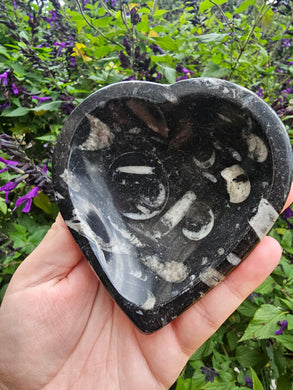 Orthocerus Fossil Heart Bowl #1