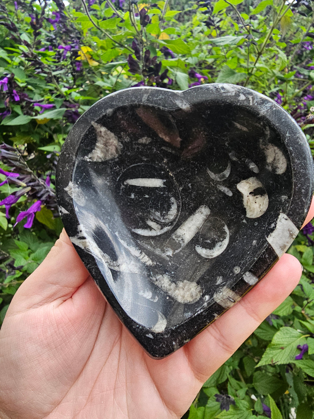 Orthoceras Fossil Heart Bowl #1