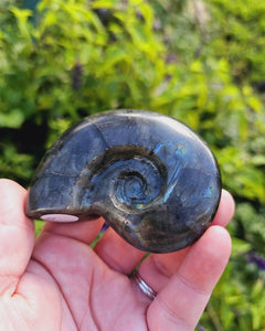 Labradorite Shell Carving