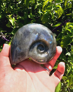 Labradorite Shell Carving #2