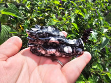 Load image into Gallery viewer, Orthoceras Fossil Dragon Skull