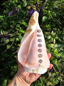 Unique Pink Shell Cast