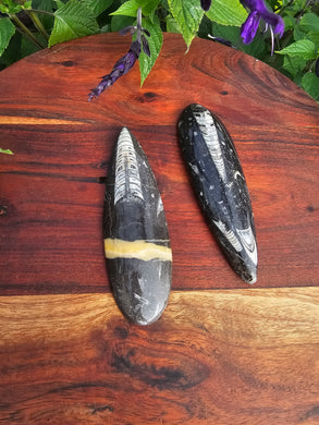 Orthoceras Fossil Blade