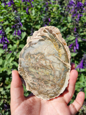 Petrified Wood Slab