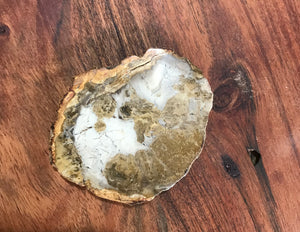 Petrified Wood Slab