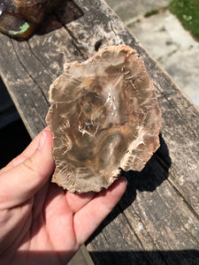 Petrified Wood Slab