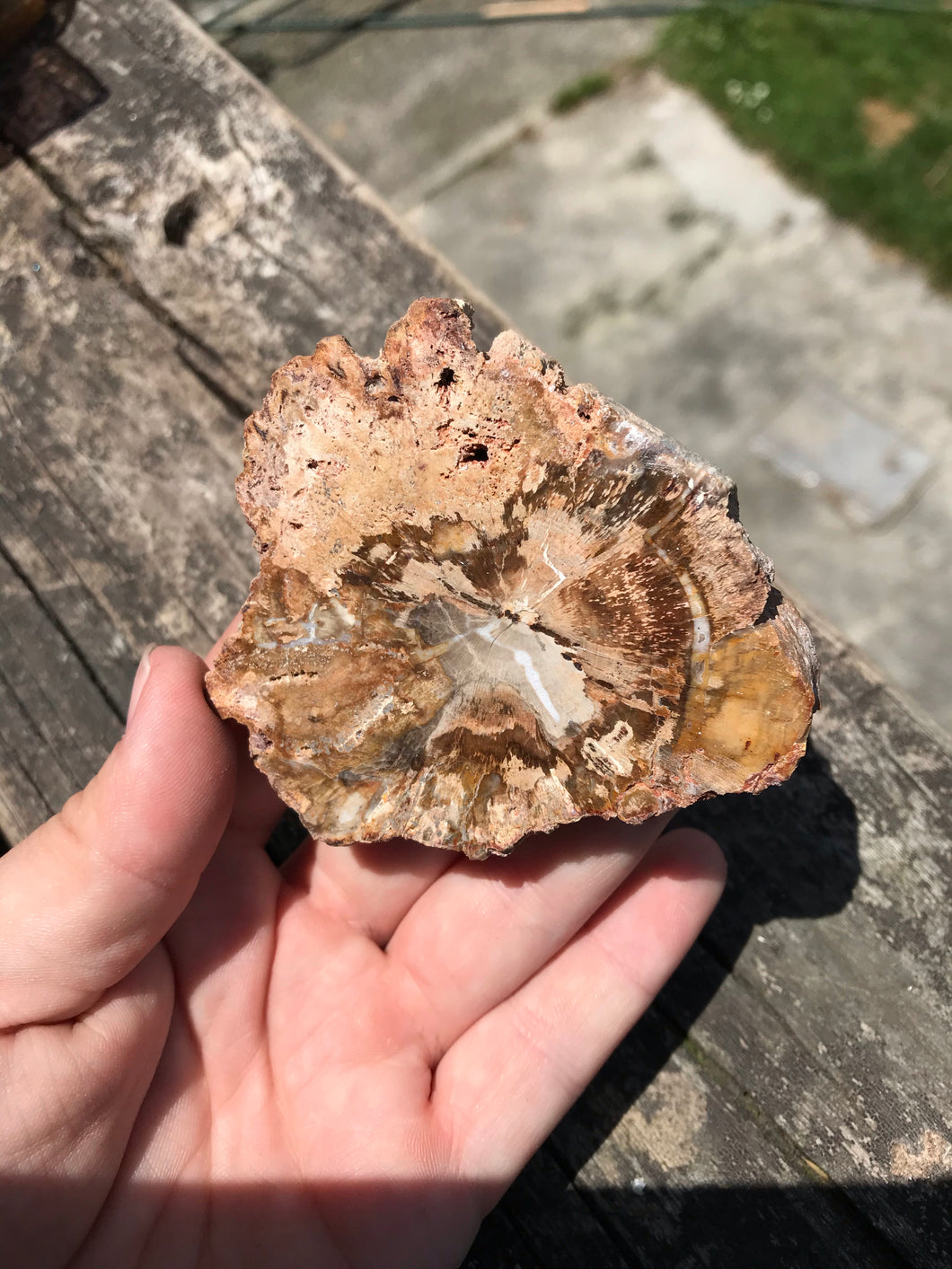 Petrified Wood Slab