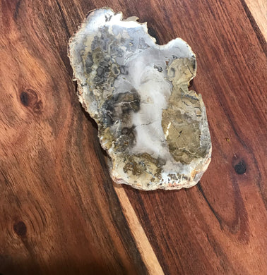 Petrified Wood Slab $18